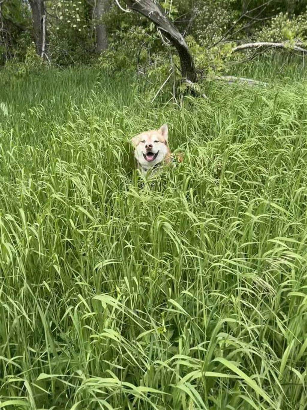 Frodo - Alaskan Malamute available for adoption in Calgary