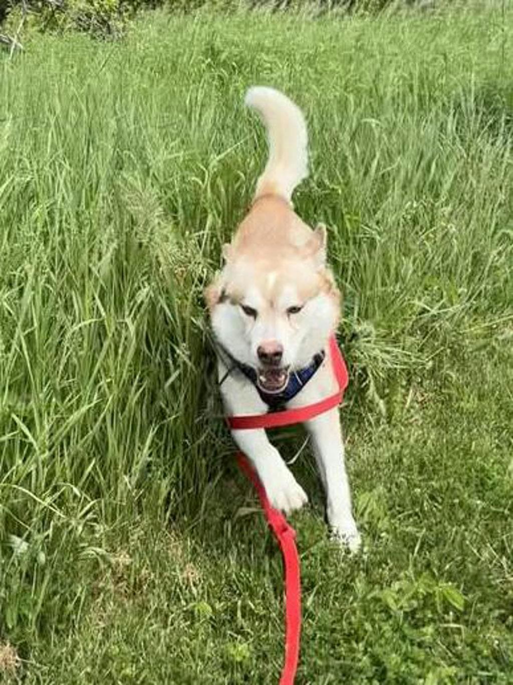 Frodo - Alaskan Malamute available for adoption in Ontario