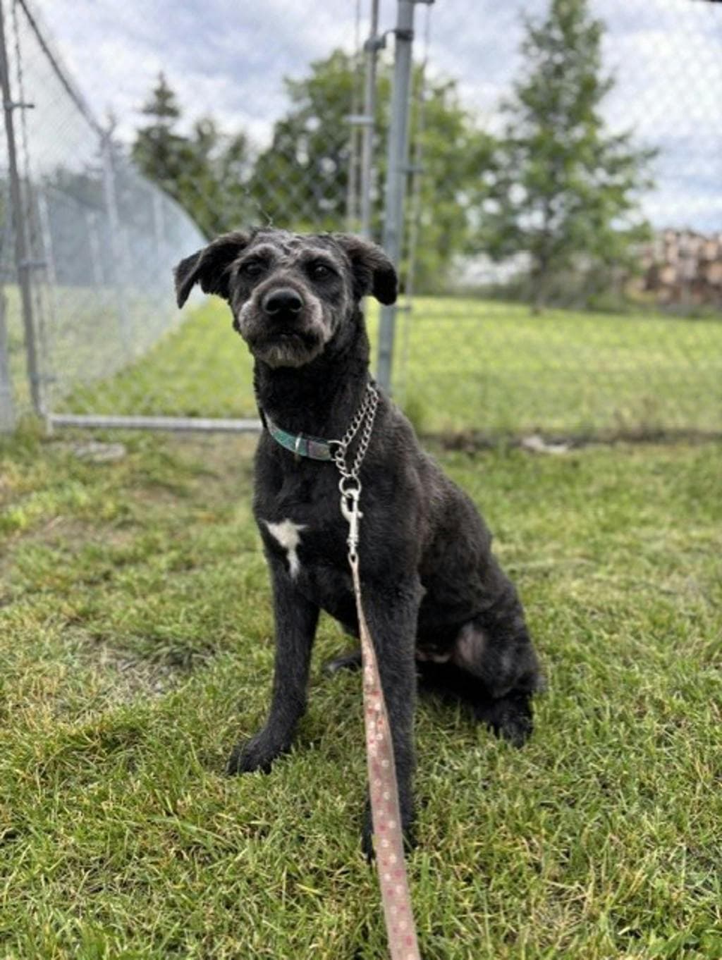 Maggie - Schnauzer available for adoption in Calgary