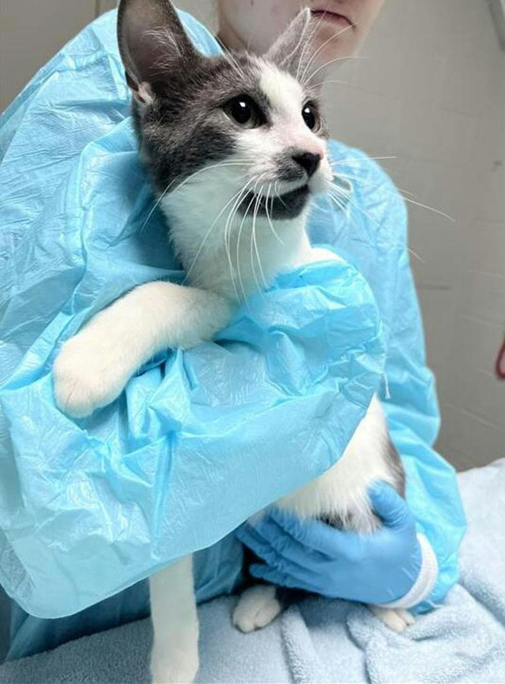 Johnny - Domestic Short Hair cat available for adoption at Ontario SPCA (Central Ontario) in Toronto