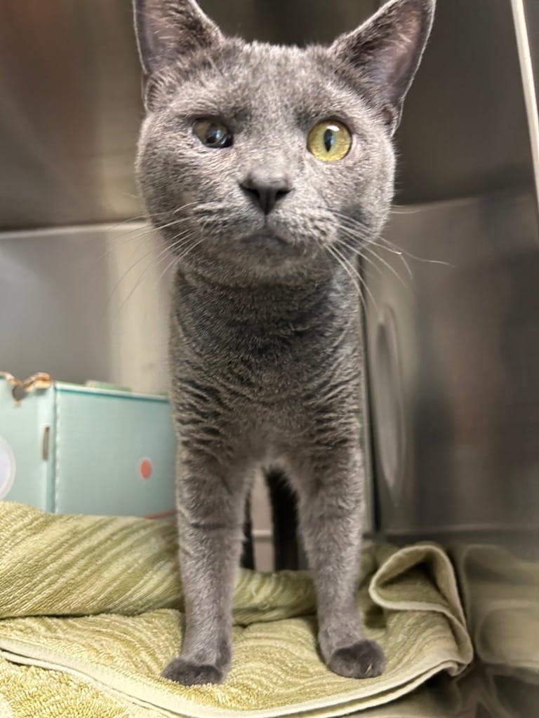 Kaan - Domestic Short Hair cat available for adoption in Calgary