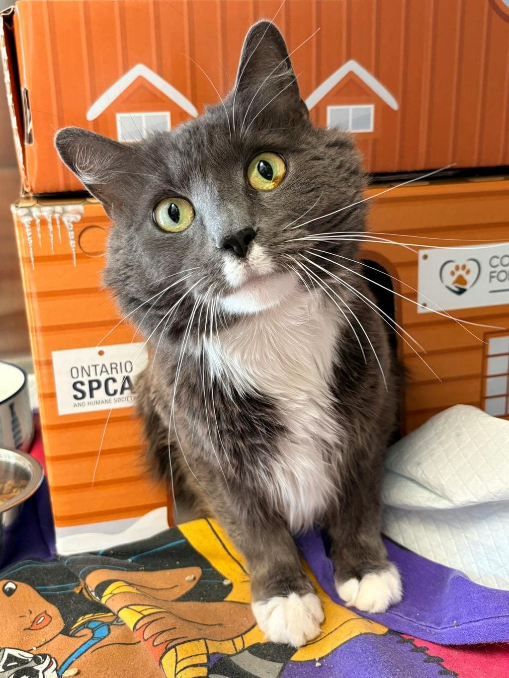 Buffy (at Huntsville Petsmart) - Domestic Longhair cat available for adoption at Ontario SPCA (Central Ontario) in Toronto