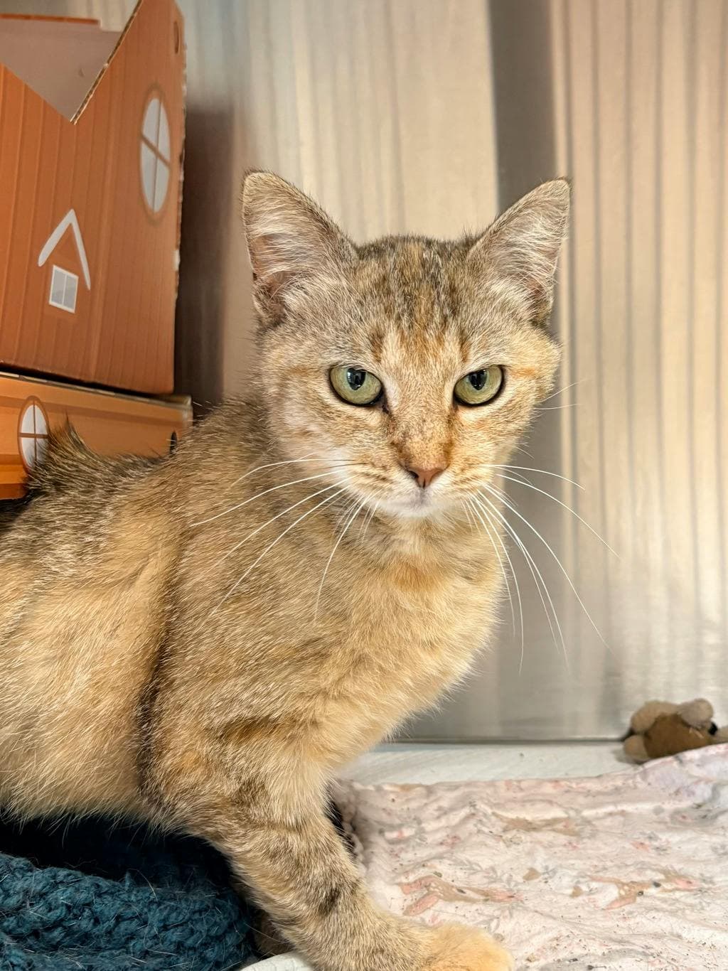 Jackie - Domestic Short Hair cat available for adoption at Ontario SPCA (Central Ontario) in Calgary