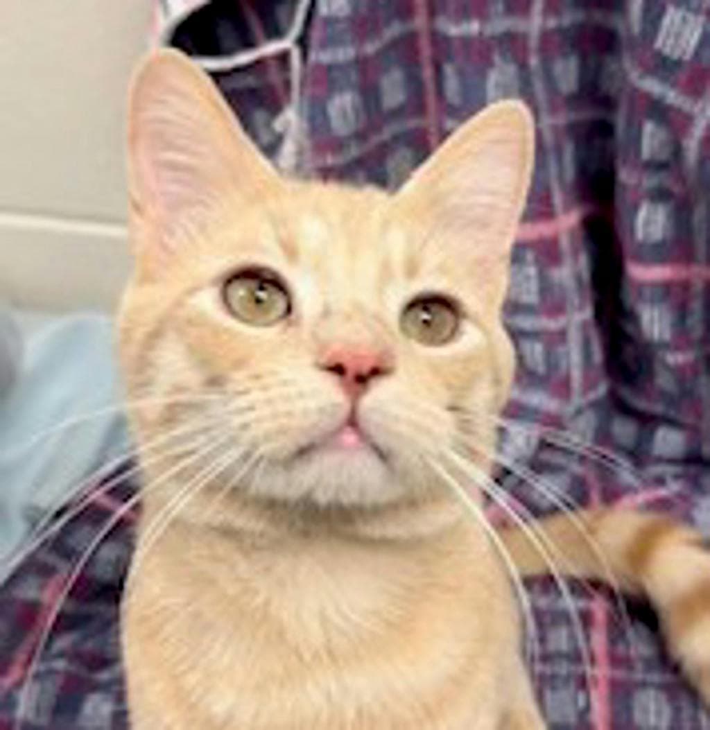 Churro - Domestic Short Hair cat available for adoption at Ontario SPCA (Central Ontario) in Ontario