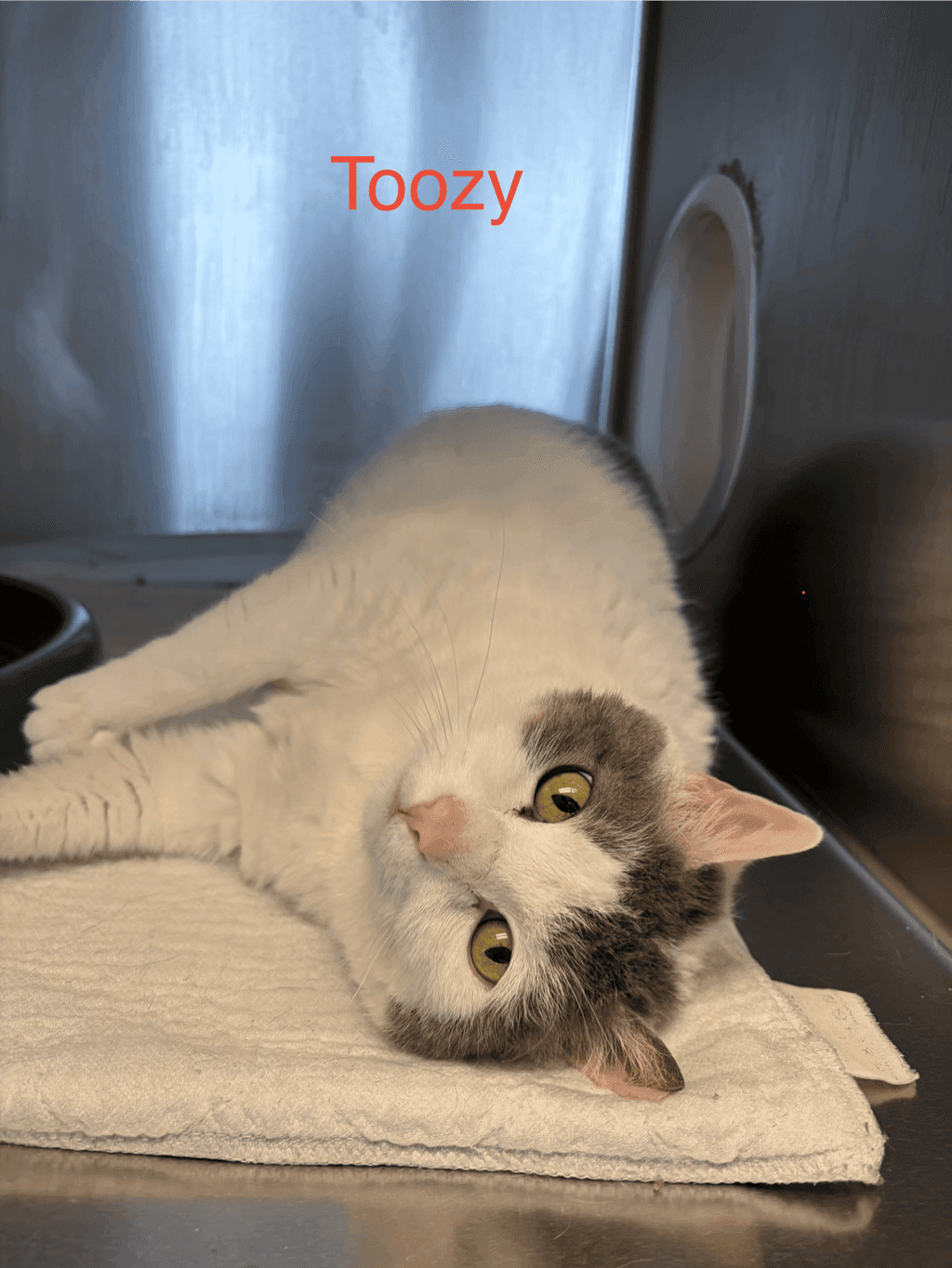 Toozy - Domestic Short Hair cat available for adoption at Ontario SPCA (Toronto Area) in Toronto