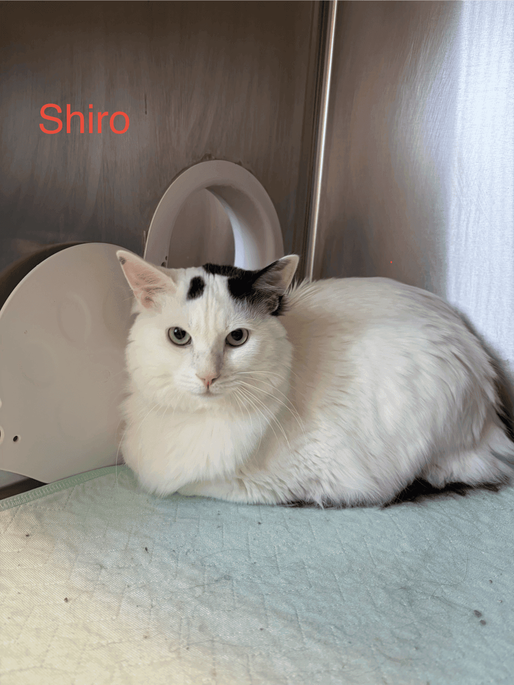 Shiro - Domestic Medium Hair cat available for adoption at Ontario SPCA (Toronto Area) in Toronto