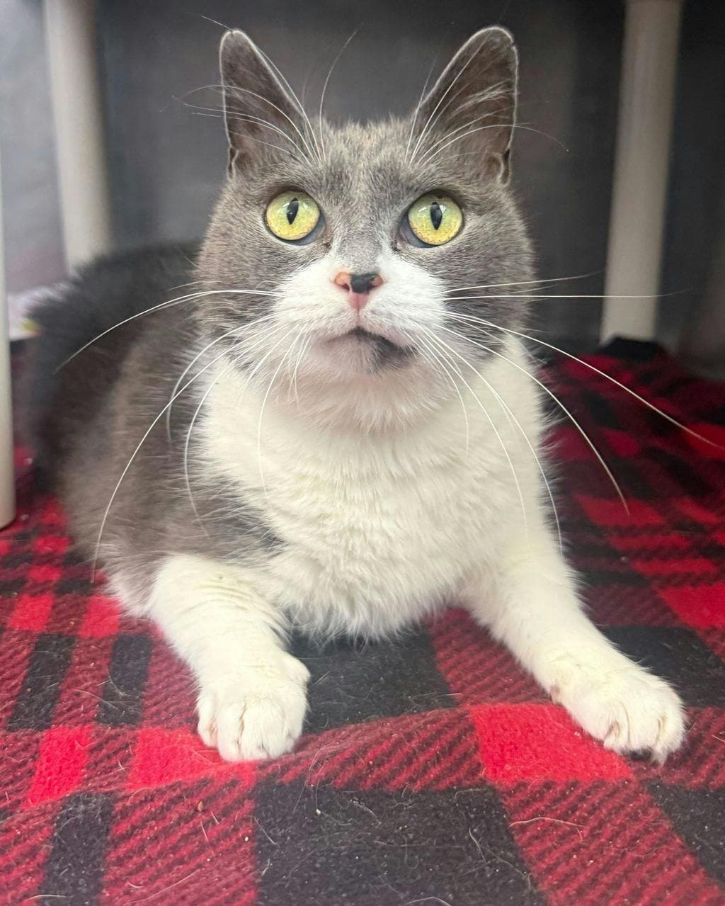 Sophi - Domestic Short Hair cat available for adoption at Ontario SPCA (Central Ontario) in Toronto