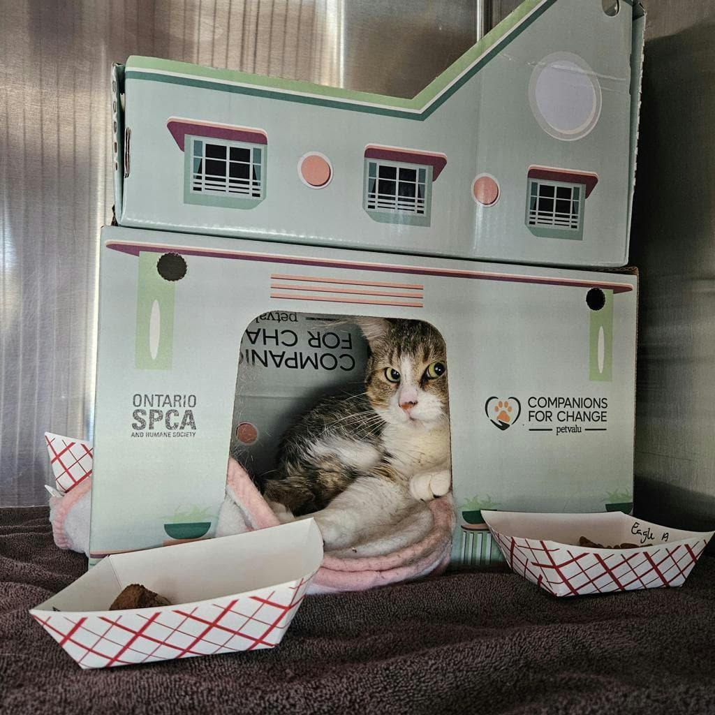Eagle - Domestic Short Hair cat available for adoption at Ontario SPCA (Ottawa Area) in Ottawa