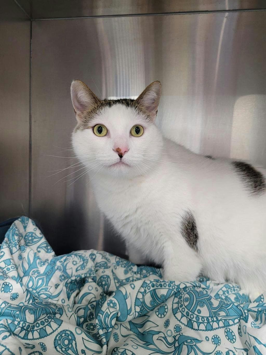 Akira - Domestic Short Hair cat available for adoption at Ontario SPCA (Central Ontario) in Toronto