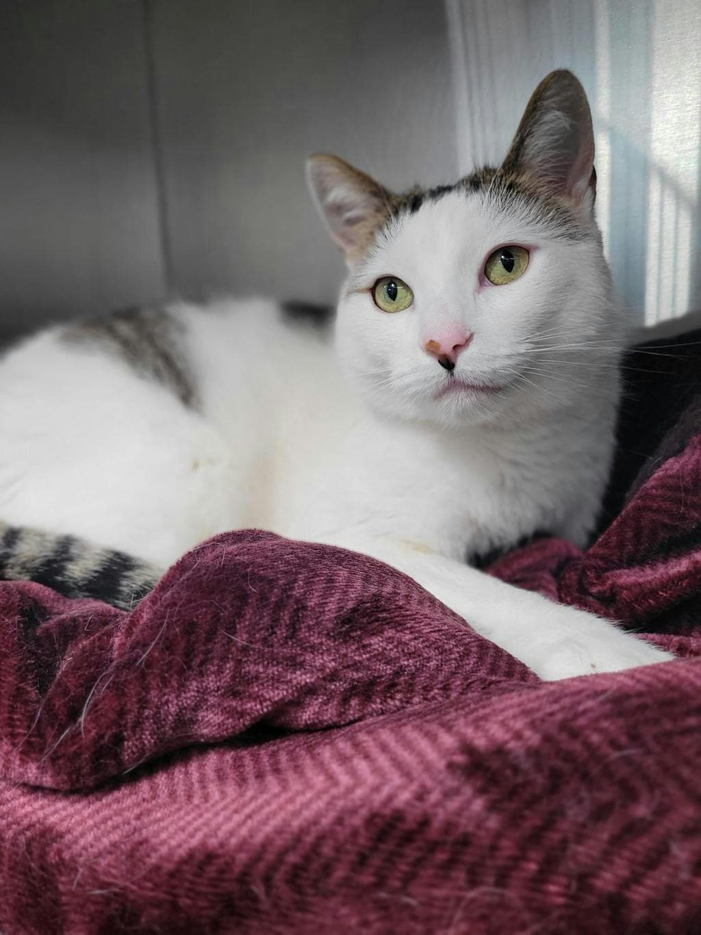Akira - Domestic Short Hair cat available for adoption in Calgary