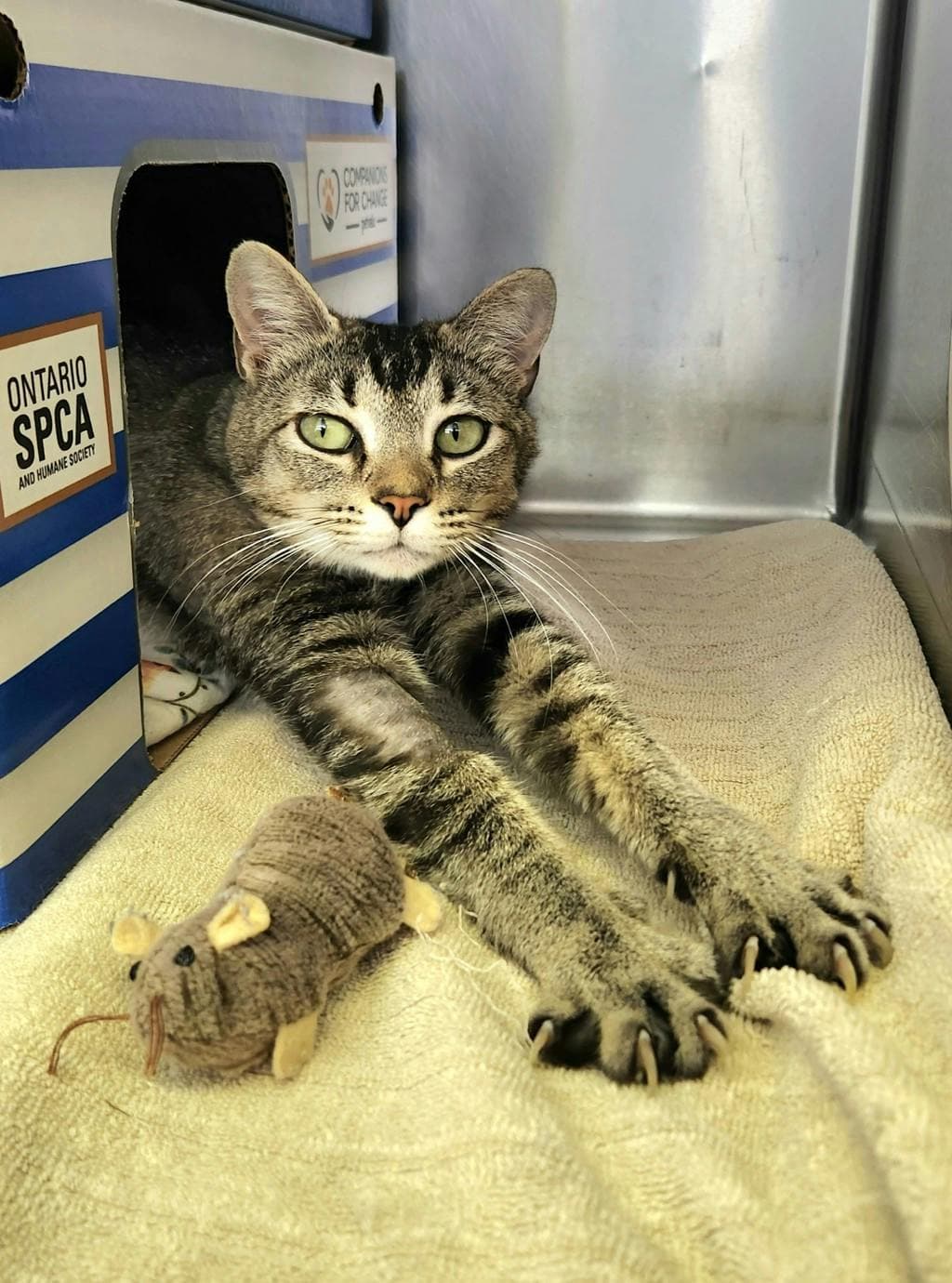 Tulip - American Shorthair cat available for adoption in Calgary
