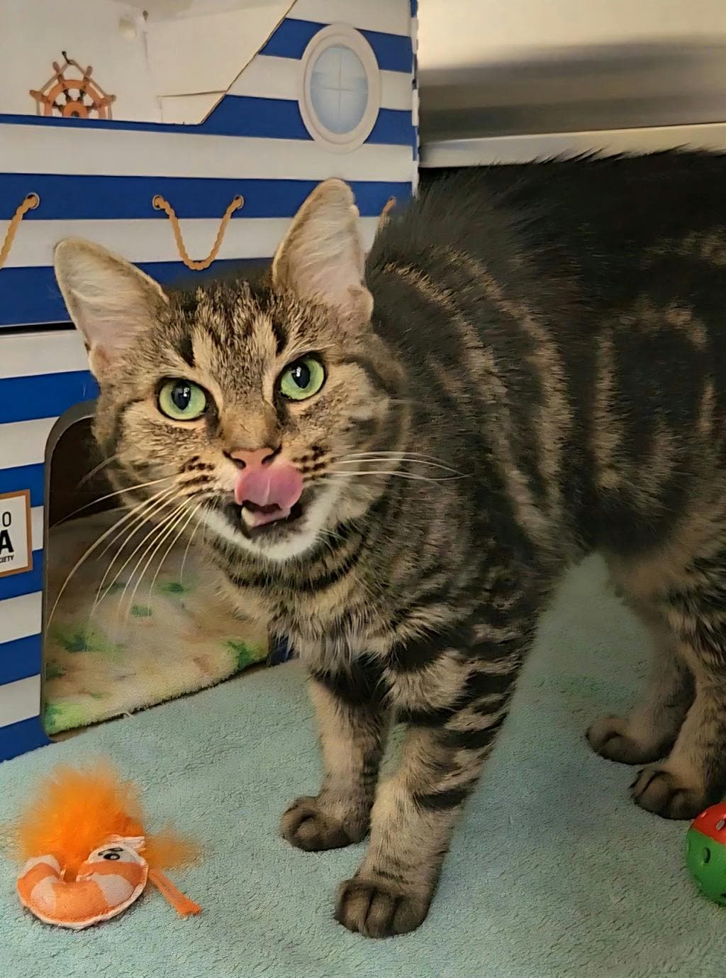Norma - Domestic Short Hair cat available for adoption in Calgary