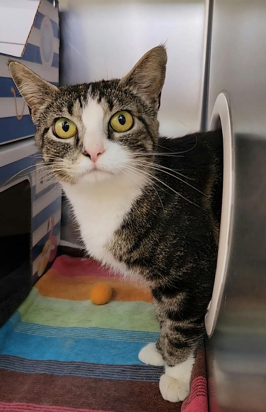 Lottie - American Shorthair cat available for adoption at Ontario SPCA (Ottawa Area) in Ontario
