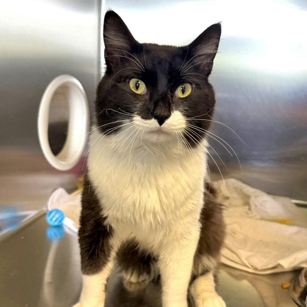Bubba - Domestic Medium Hair cat available for adoption at Ontario SPCA (Ottawa Area) in Ontario