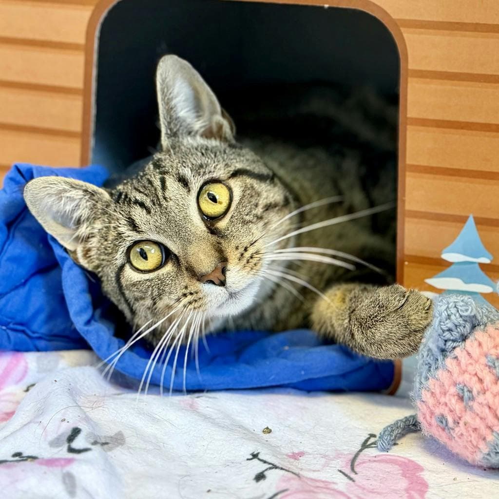 Joe - Domestic Short Hair available for adoption