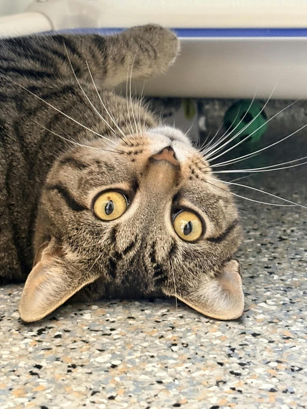 Joe - Domestic Short Hair cat available for adoption in Calgary