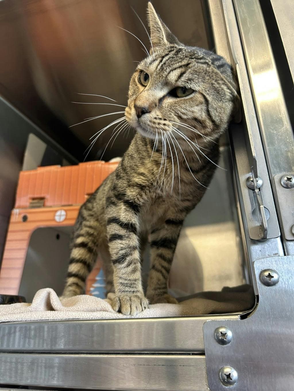 Sampson - Domestic Short Hair available for adoption