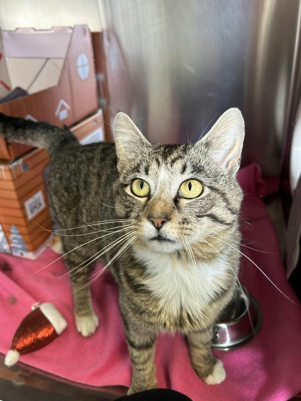 Shane - Domestic Short Hair cat available for adoption at Ontario SPCA (Ottawa Area) in Ontario