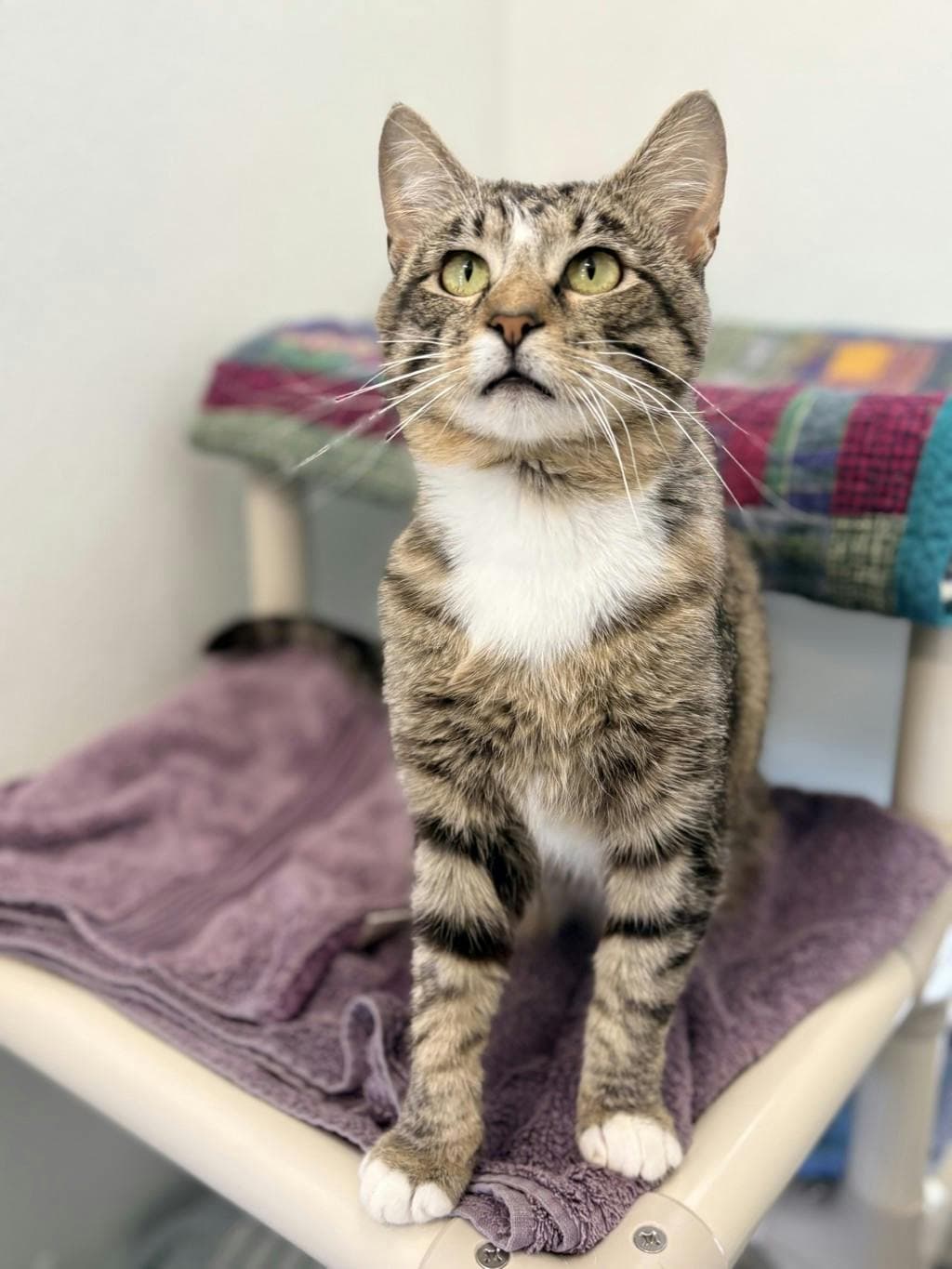 Shane - Domestic Short Hair cat available for adoption in Calgary