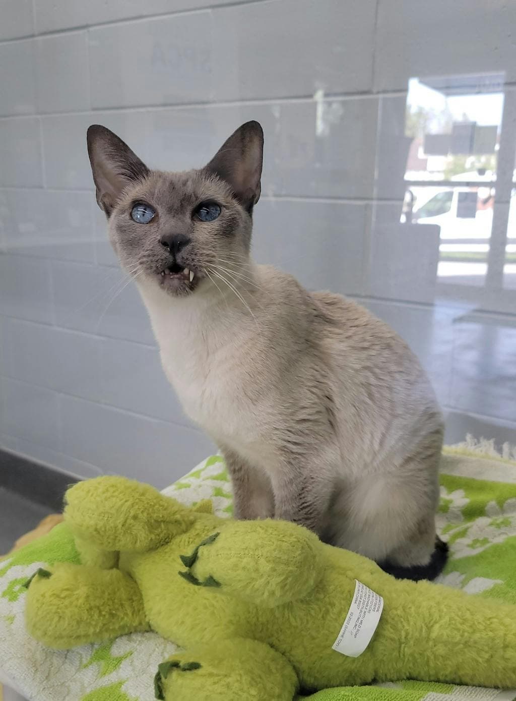 Hikaru - Siamese cat available for adoption at Ontario SPCA (Central Ontario) in Toronto