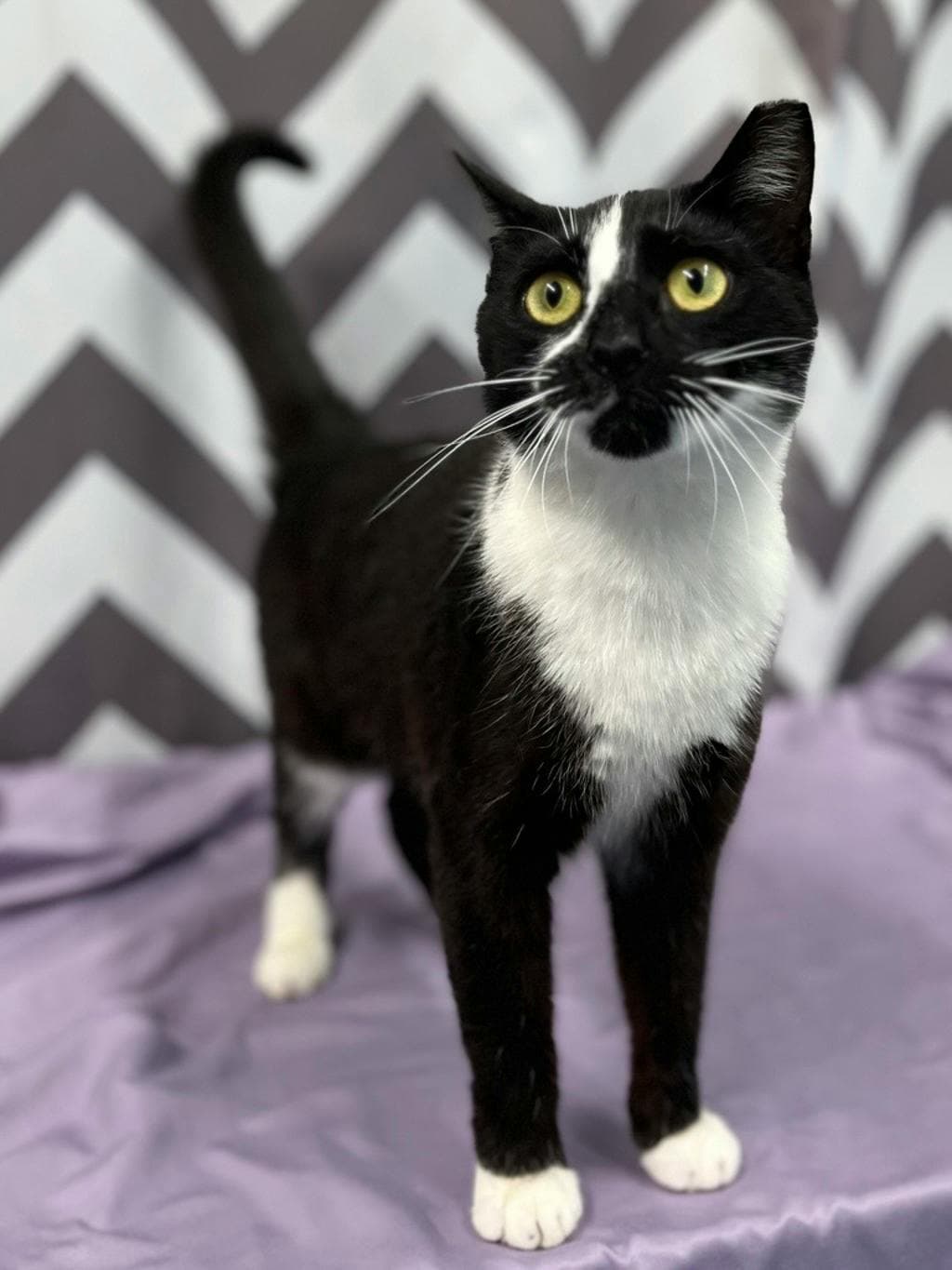 Lucy - Domestic Short Hair cat available for adoption at Ontario SPCA (Central Ontario) in Toronto