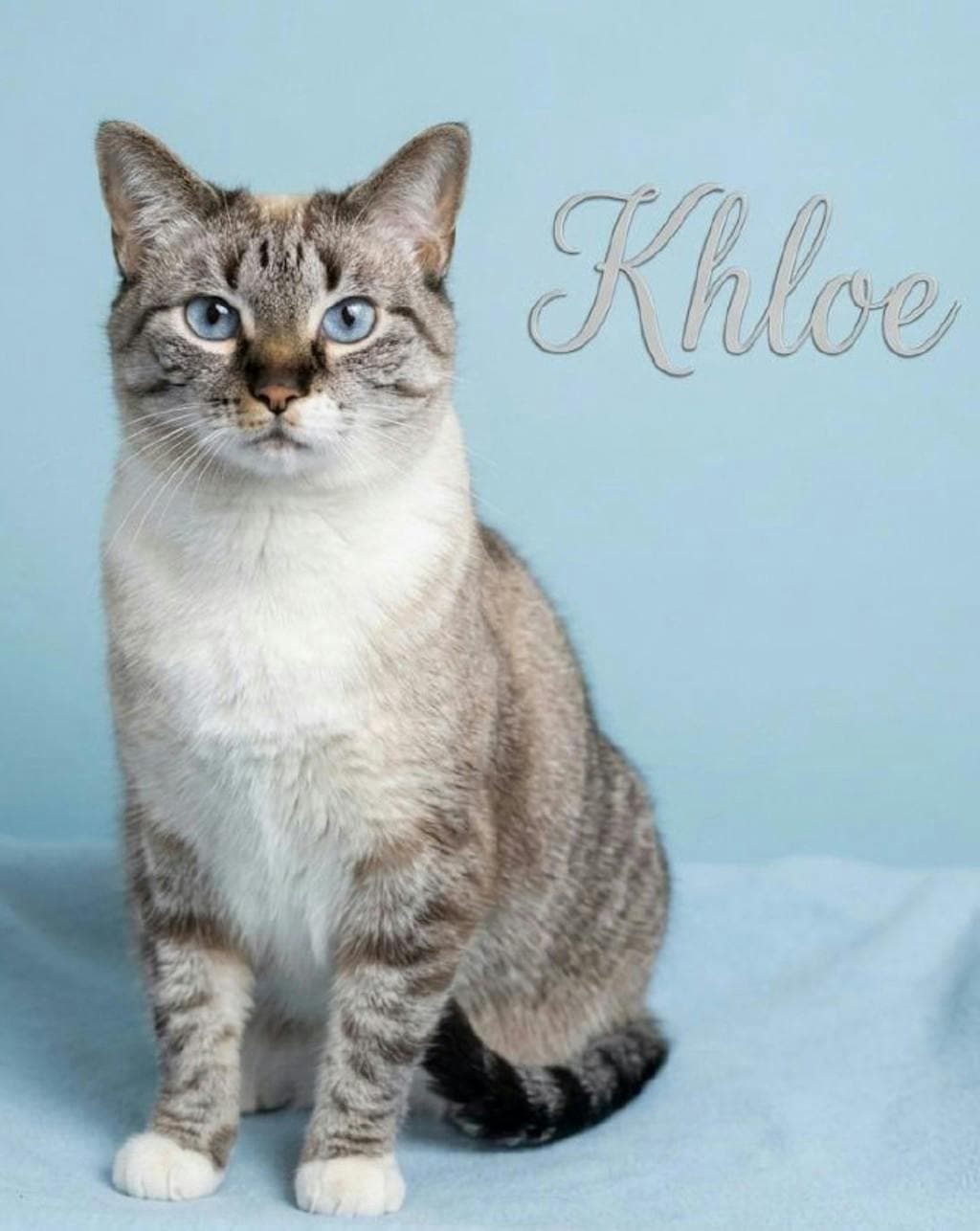 Khloe - Siamese cat available for adoption at Ontario SPCA (Central Ontario) in Toronto