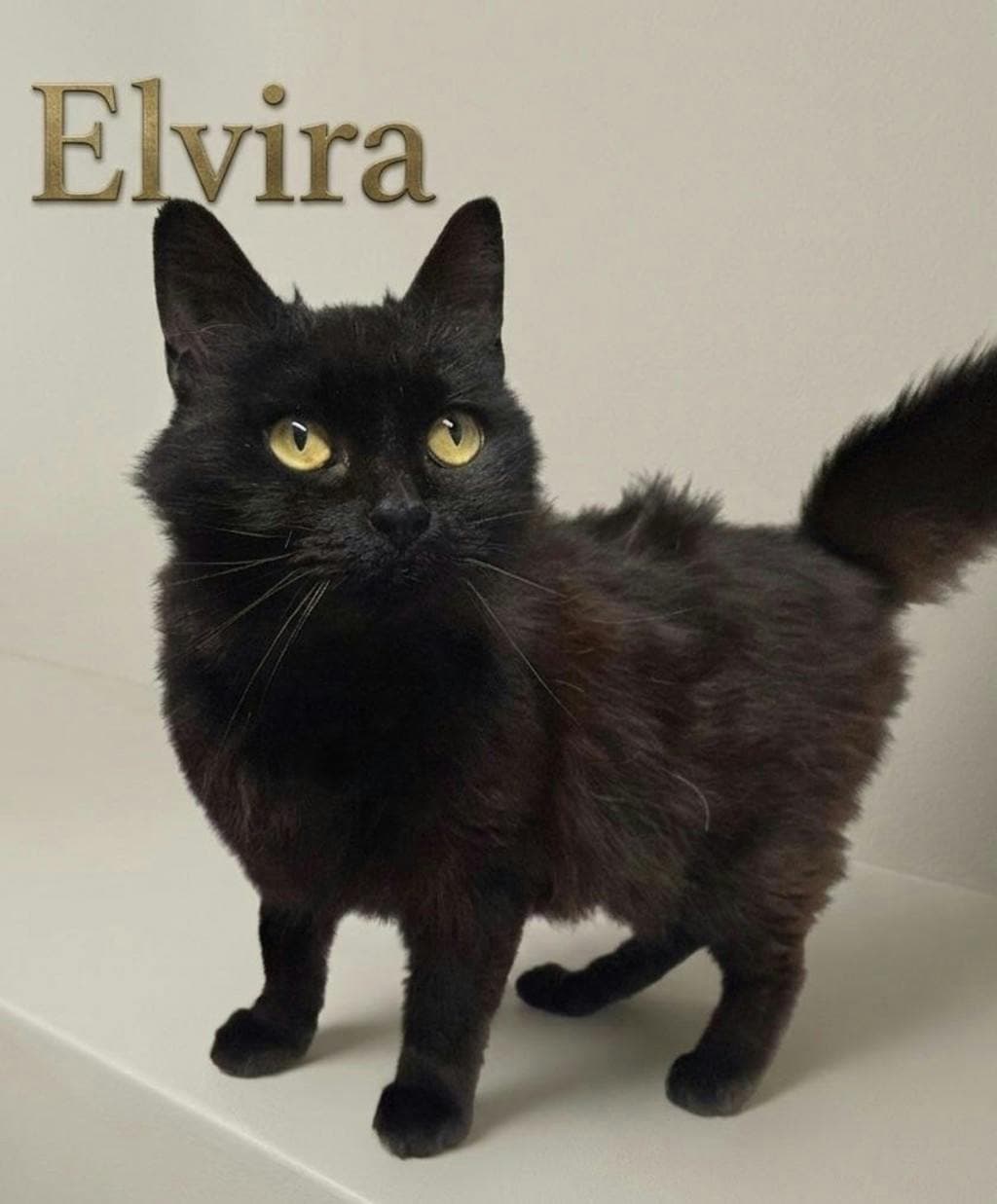 Elvira - Domestic Medium Hair cat available for adoption at Ontario SPCA (Central Ontario) in Toronto