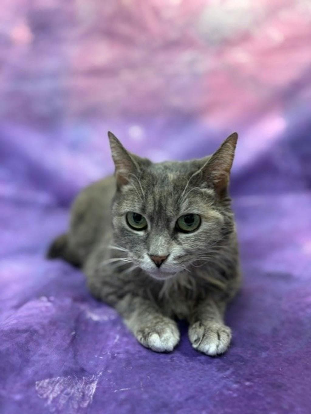 Sassy - Domestic Short Hair cat available for adoption in Calgary