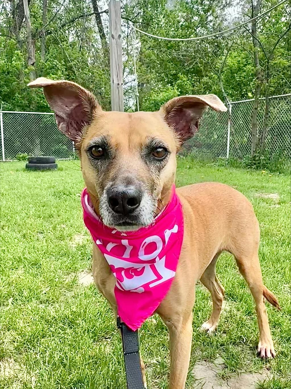 Coco - Royal Bahamian Potcake available for adoption at Ontario SPCA (Ottawa Area) in Ontario