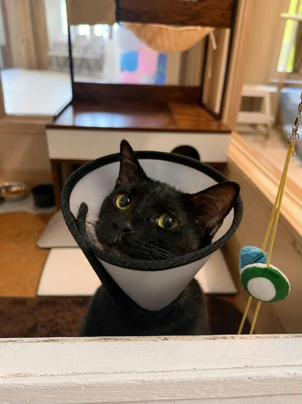 Mavis - Domestic Short Hair cat available for adoption in Calgary