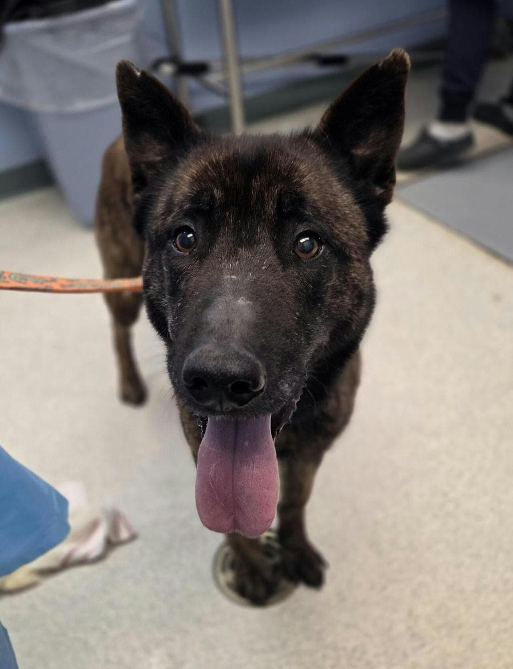 Elle - Belgian Shepherd - Malinois available for adoption at Ontario SPCA (Toronto Area) in Ontario