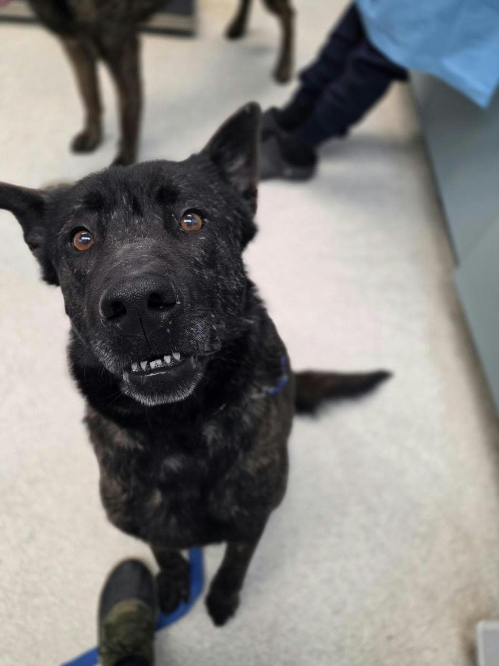 Dakota - Belgian Shepherd - Malinois available for adoption at Ontario SPCA (Toronto Area) in Ontario