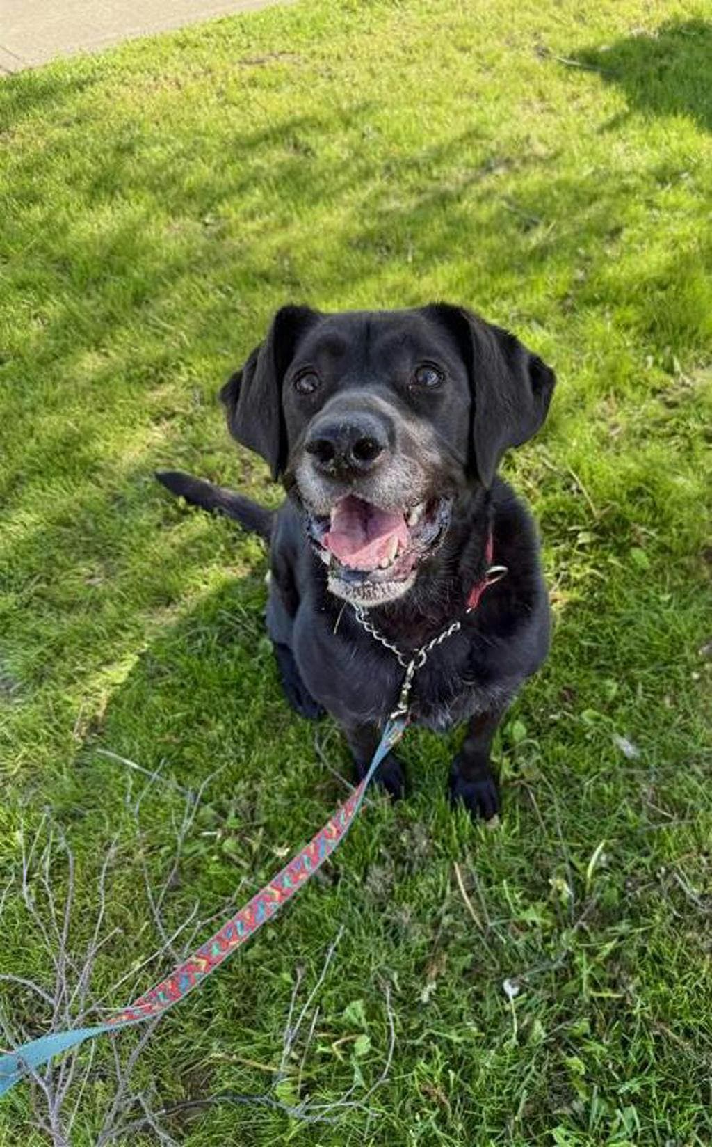 Midnight - Labrador available for adoption at Ontario SPCA (Central Ontario) in Toronto