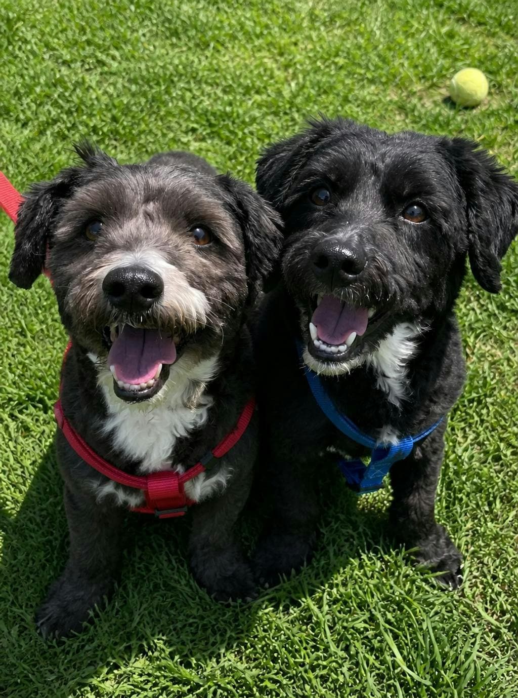 Niko - Havanese available for adoption at Ontario SPCA (Central Ontario) in Toronto