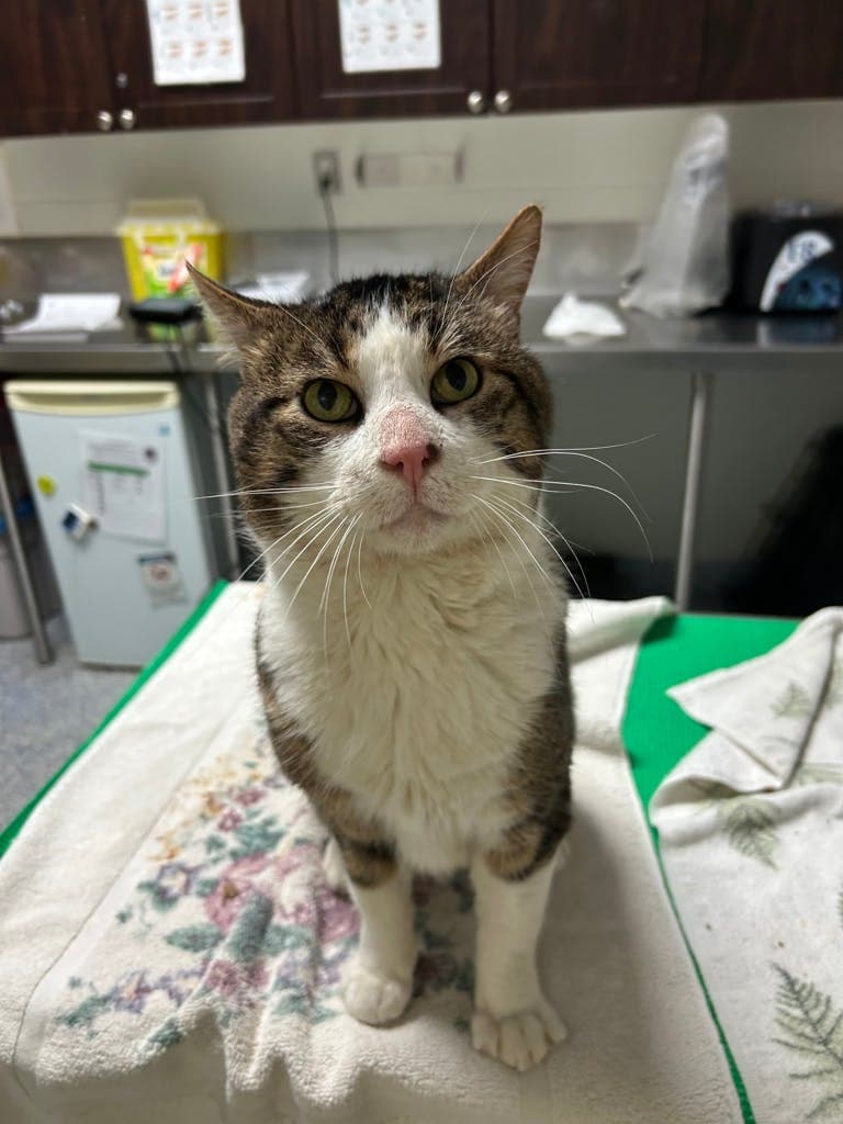 Rusty - Domestic Short Hair cat available for adoption at Ontario SPCA (Central Ontario) in Toronto
