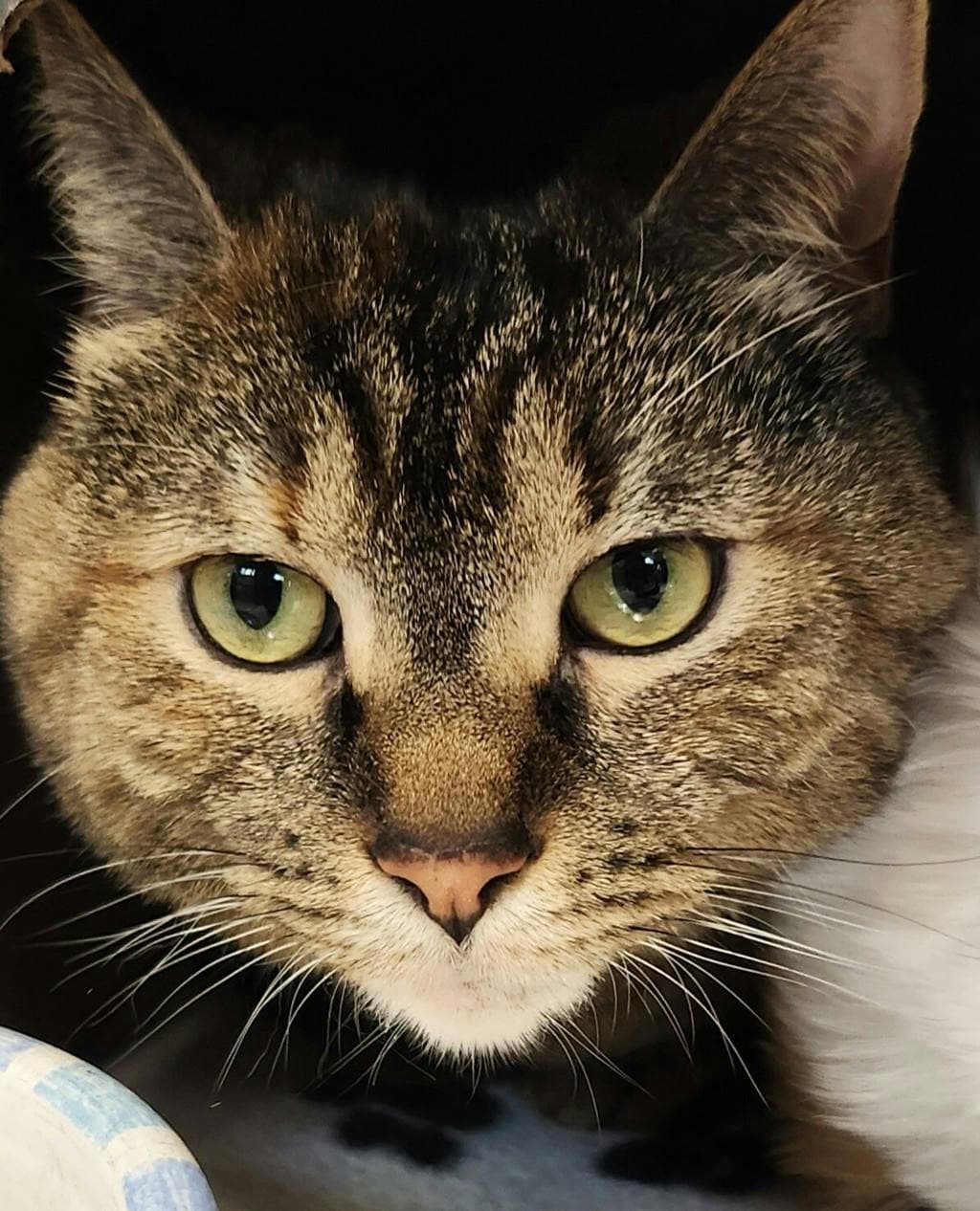 Baby (petsmart) - Domestic Short Hair cat available for adoption in Calgary