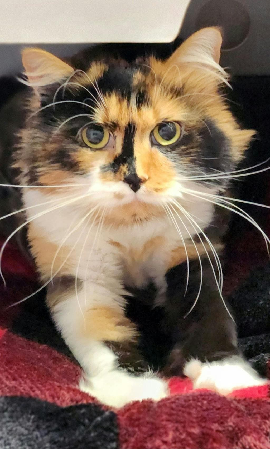 Bella - Domestic Longhair cat available for adoption at Ontario SPCA (Ottawa Area) in Ontario