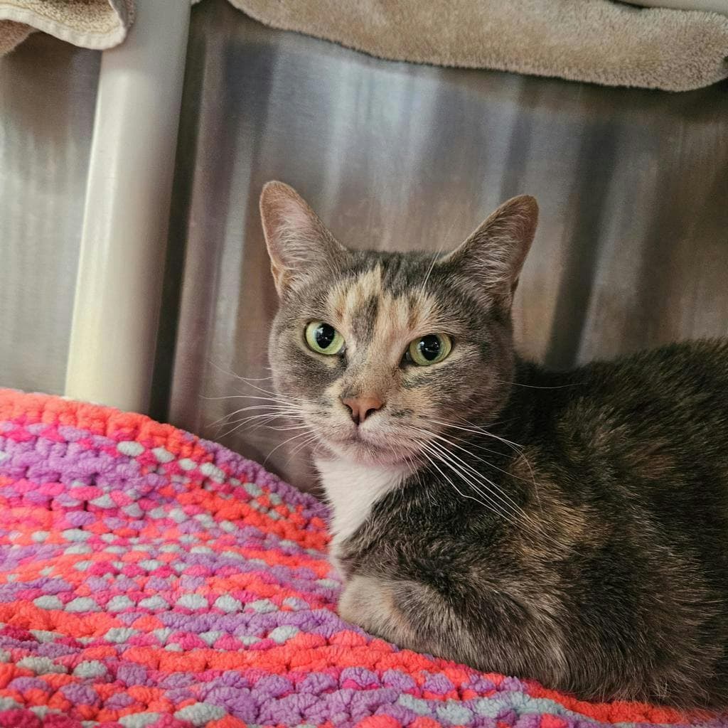 Talullah - Domestic Short Hair cat available for adoption at Ontario SPCA (Ottawa Area) in Ottawa
