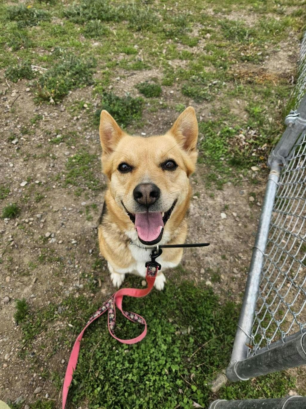 Timbit - Alaskan Husky available for adoption at Ontario SPCA (Ottawa Area) in Ontario