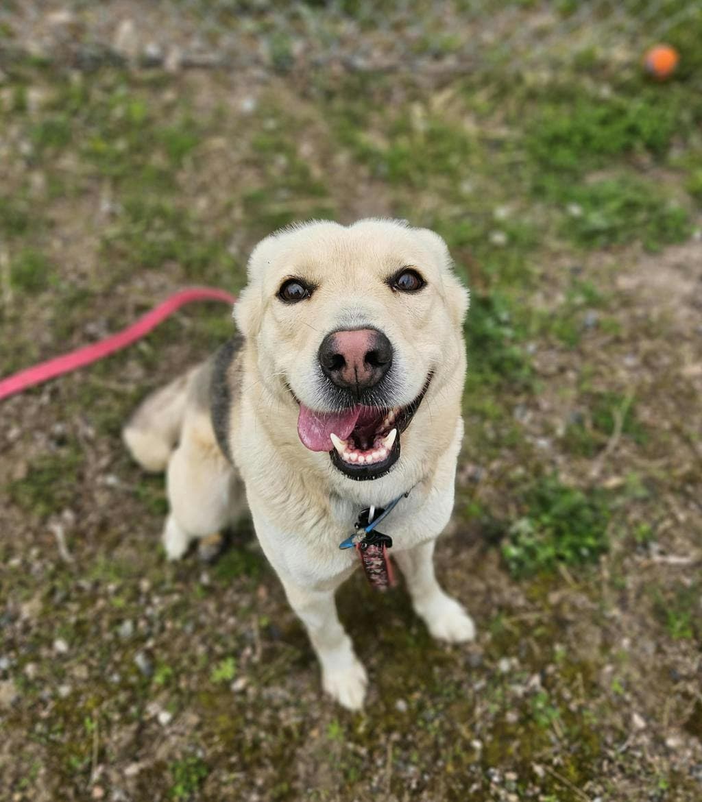 Vodka - Alaskan Husky available for adoption at Ontario SPCA (Ottawa Area) in Ontario