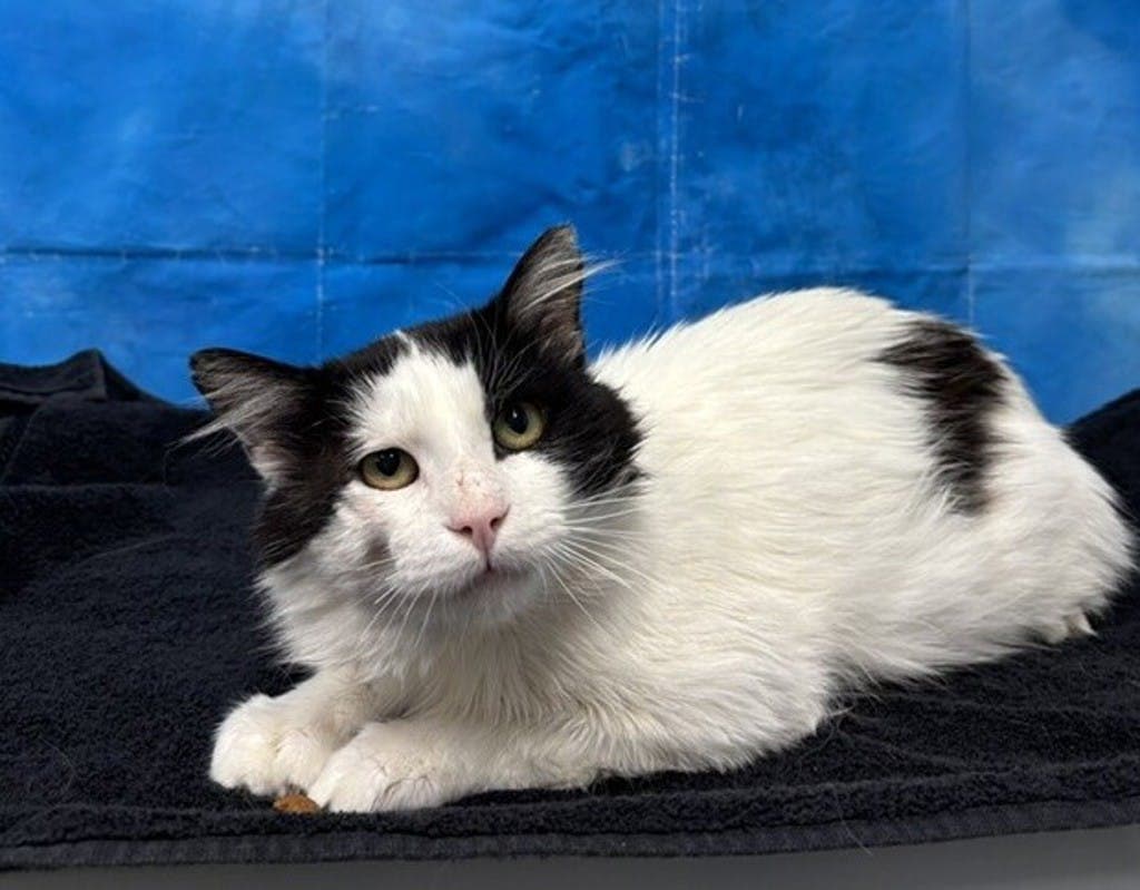 Gravy - Domestic Medium Hair cat available for adoption in Calgary