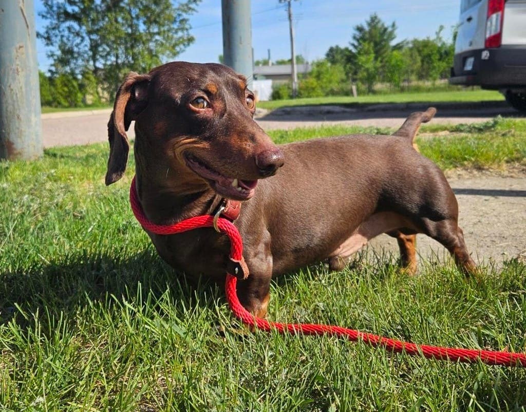 Goose - Dachshund, Short-haired available for adoption at Ontario SPCA (Ottawa Area) in Ottawa
