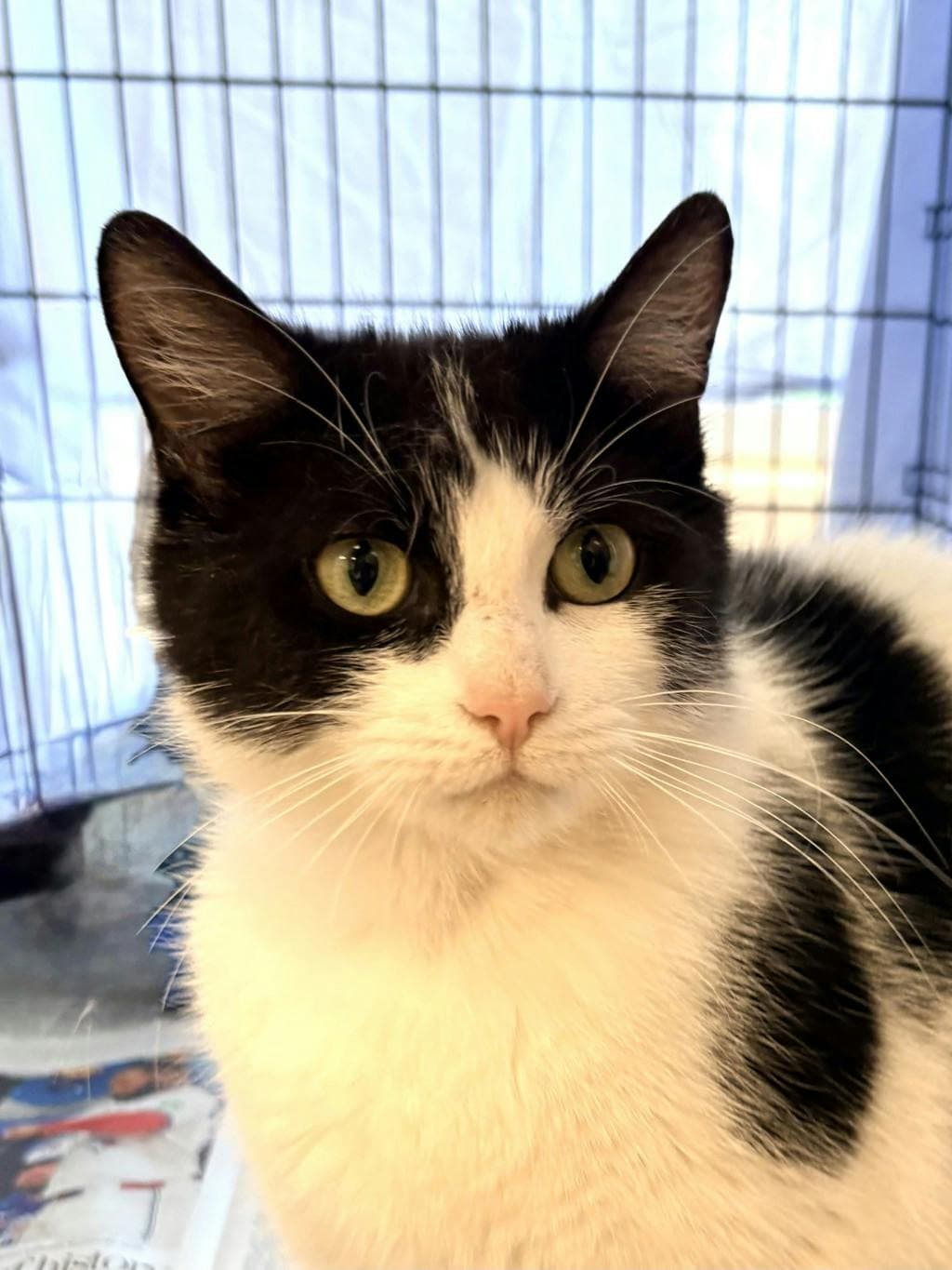 Frog - Domestic Short Hair available for adoption