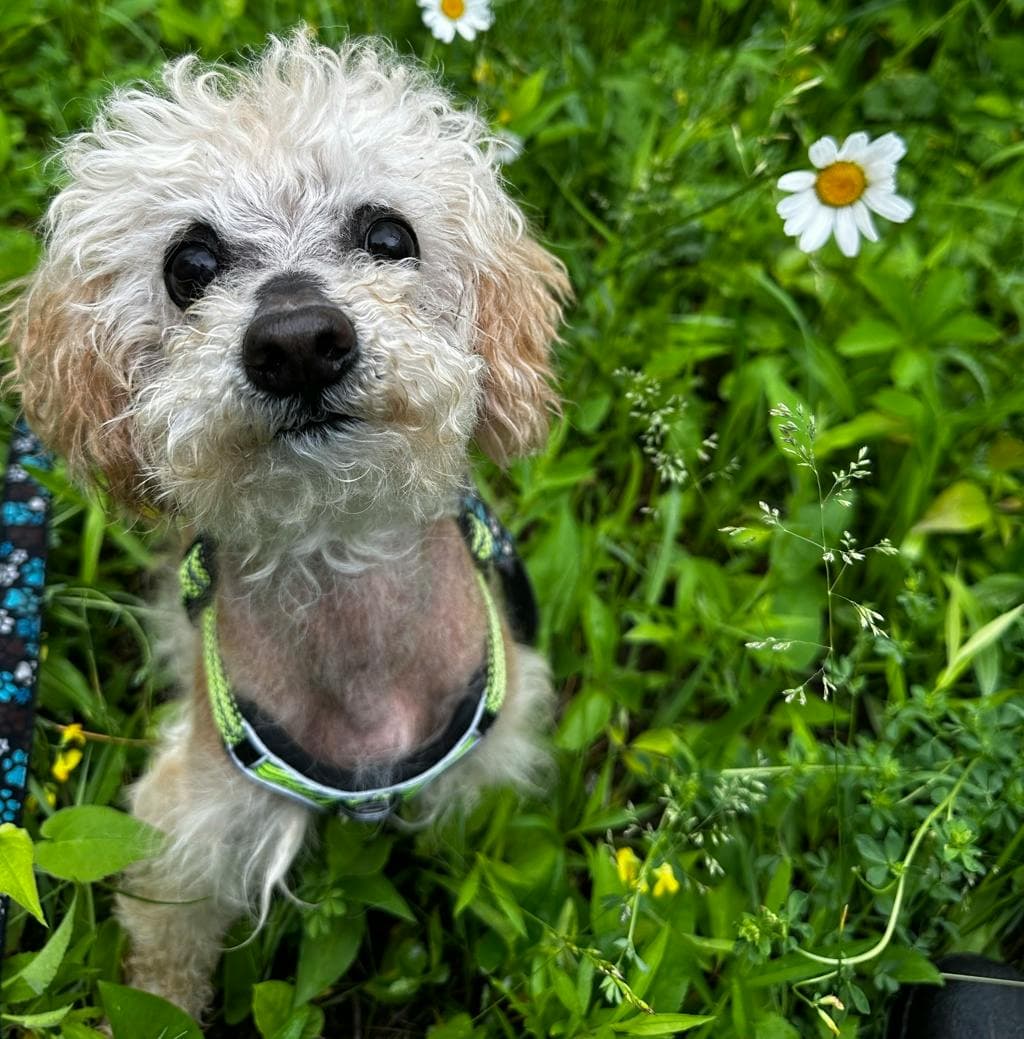 Toto - Poodle Miniature available for adoption at Ontario SPCA (Central Ontario) in Toronto