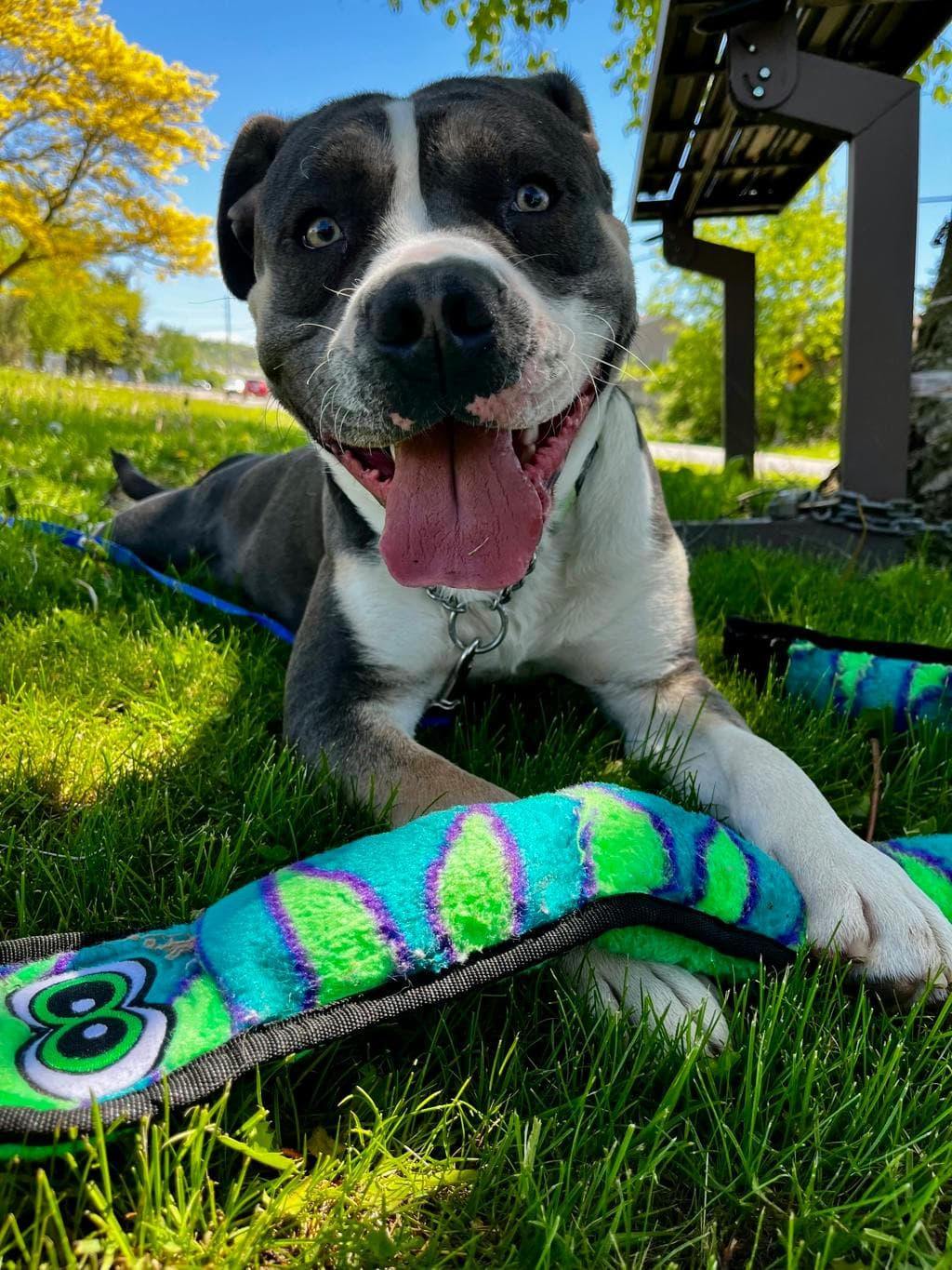 Snorkel - American Bulldog available for adoption at Ontario SPCA (Central Ontario) in Toronto