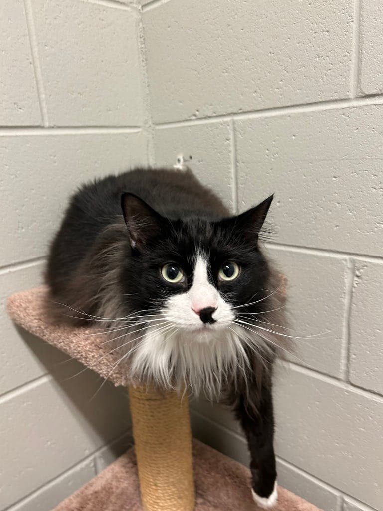 Oreo - Domestic Longhair cat available for adoption at Ontario SPCA (Central Ontario) in Toronto