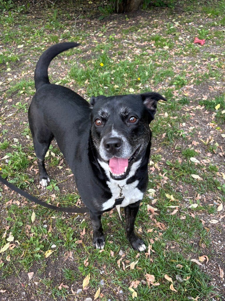 Darla - Labrador available for adoption at Ontario SPCA (Central Ontario) in Toronto