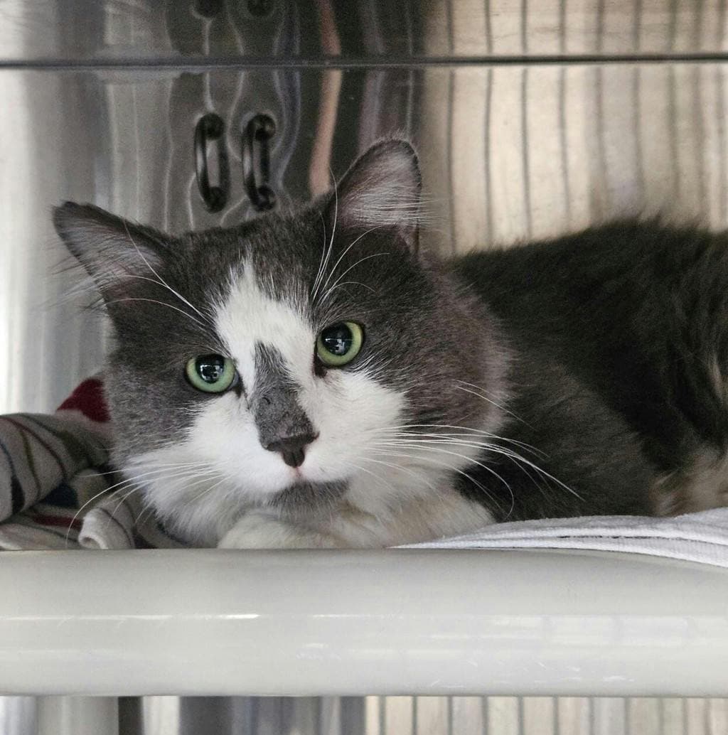 Gary - Domestic Medium Hair cat available for adoption at Ontario SPCA (Ottawa Area) in Ottawa