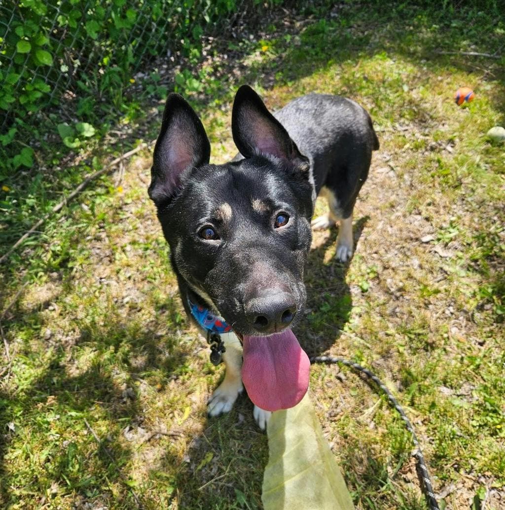 Echo - German Shepherd available for adoption at Ontario SPCA (Ottawa Area) in Ottawa