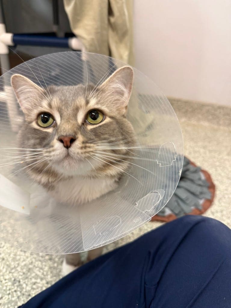 Booger - Domestic Medium Hair cat available for adoption at Ontario SPCA (Toronto Area) in Toronto